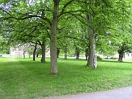Pohled na stromy v parku DPN Opařany